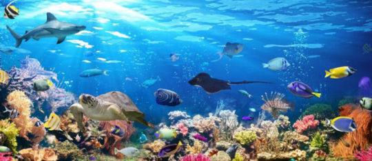 aquarium